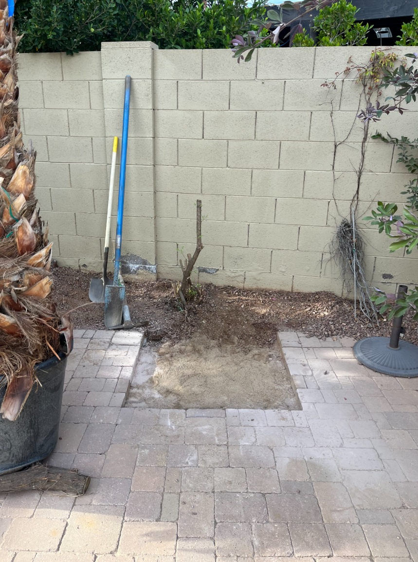 Paver patio installation with tree planting in progress